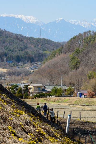 福寿草まつり（２）