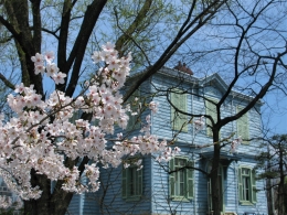旧司祭館と桜
