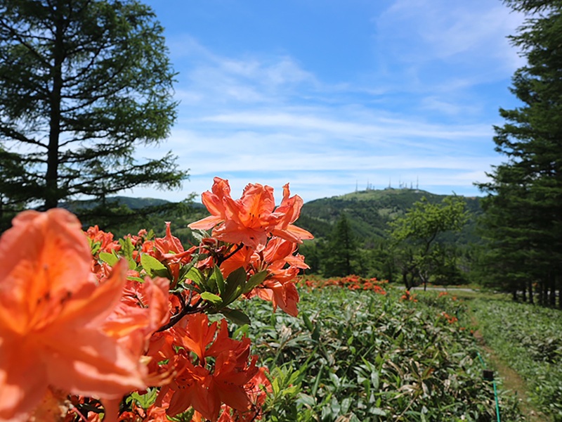 azalea