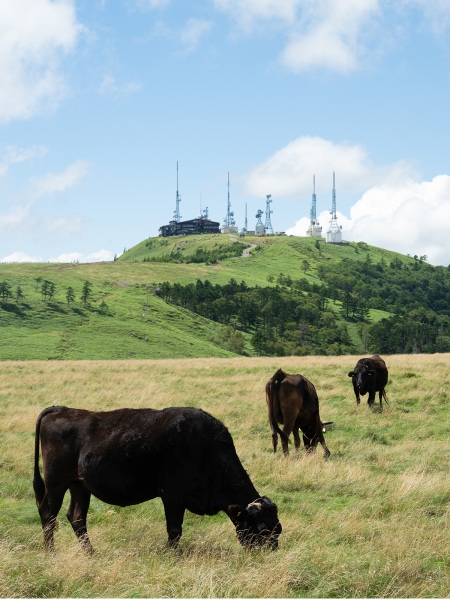 cowradio-tower