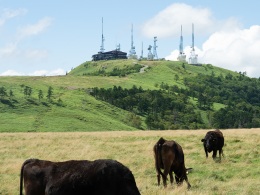 cowradio-tower