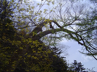 matsusho070529i.jpg
