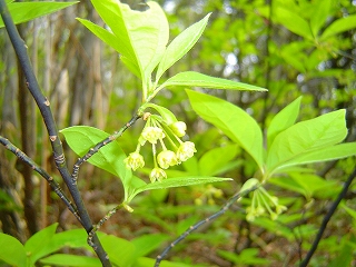matsusho070529p.jpg