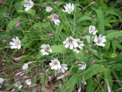 ハナニガナ白花