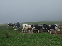 集まる牛たち