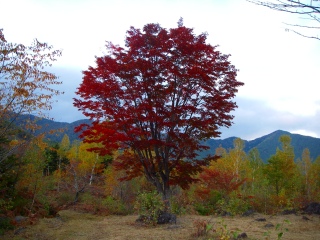 カエデの木