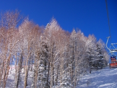 雪化粧の木々