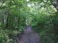 登山口付近の林