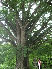 横川の大イチョウ