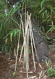 杖