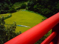 赤い橋と田んぼ