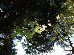 コシアブラの黄葉