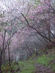 花桃林