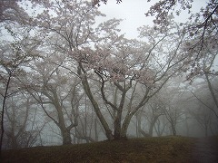雨の日の桜