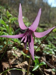 カタクリの花