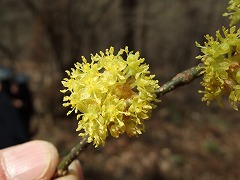 ダンコウバイ雄花