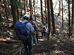 杉林を歩く