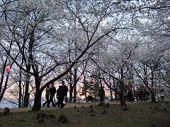 桜の回廊