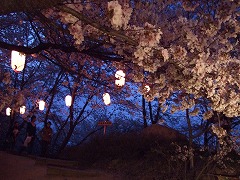 夜桜を楽しむ