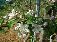 りんごの白い花