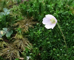 カタバミの花