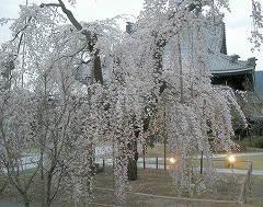 兎川寺3