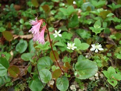 登山道の脇の花