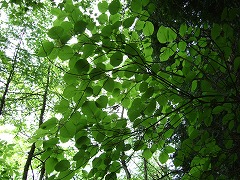 美しい緑