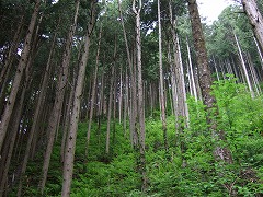 ヒノキ林