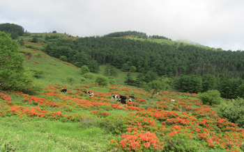 cows flowers cows flowers