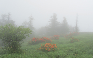meadow fog flowers