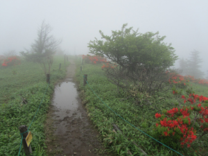 wet path wet path