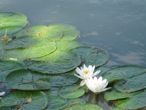 IMG_7765