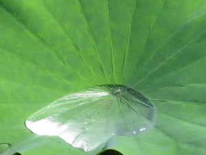IMG_7778