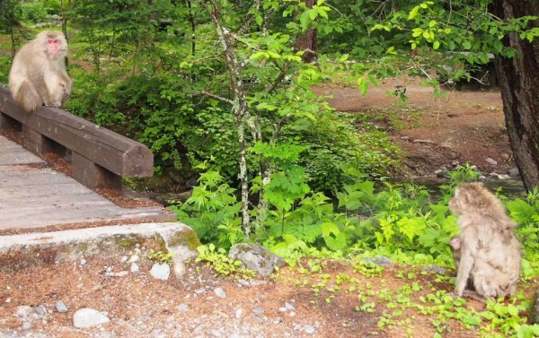 photo82777