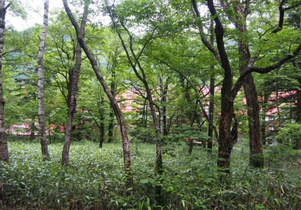 photo82778