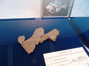 写真　四賀化石館提供