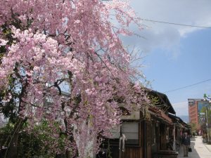 ナワテ通り　枝垂れ桜