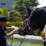 馬も水分補給