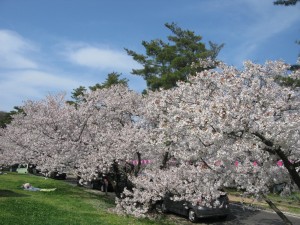 城山公園4月18日