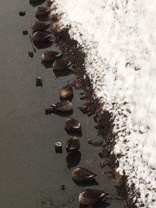 堀の鴨