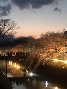 2017/4/15 夜桜