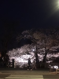 2017/4/15 松本城夜桜２
