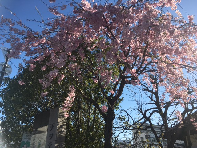 2017-4-18 ナワテの枝垂れ桜