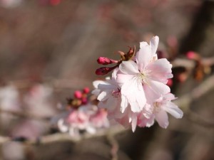 千鹿頭公園桜開花