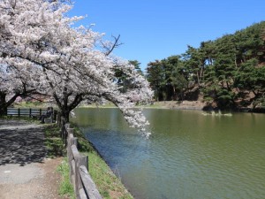写真３　桜と池