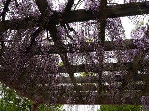 公園藤花