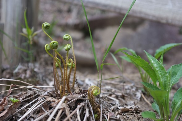 Fiddleheads - these are one type of mountain plant used for the tempura at the festival.