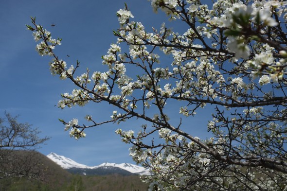 Plum blossoms