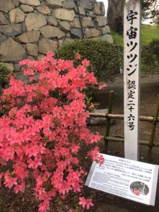 入り口の宇宙ツツジ